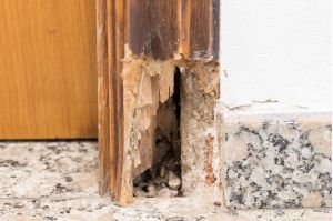 Old wooden door frame affected by woodworm. Wood-eating larvae of species of beetle